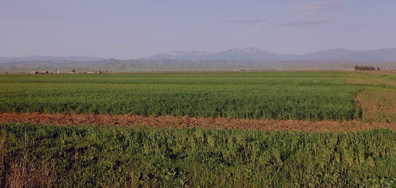 home-james-california-glenn-county-crop-field